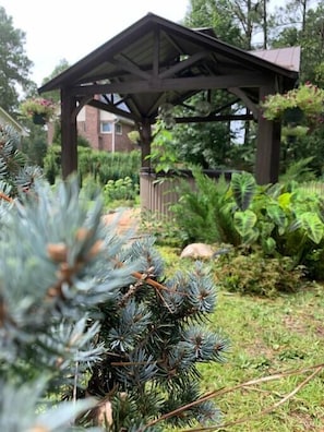 Backyard (1)