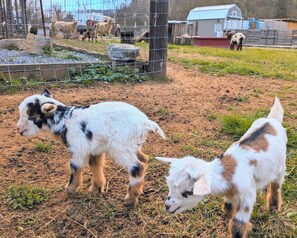 Feel free to get in the corral and snuggle with our goats! Here are baby goats, Tex & Cookie Dough  (named by guests who spotted the newborn goats!