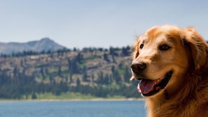 We are pet friendly and we are happy to welcome your well house- and furniture-trained pups! We do ask that you clean up after them inside and out. There is a non-refundable pet fee of $150 per stay and that covers up to two dogs. You will want to add this at the time of booking. 