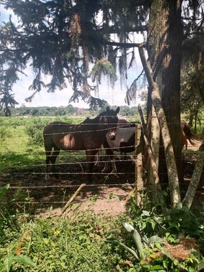 Speisen im Freien