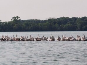 Some of the 400 pelicans that live on the lake during the summer.
