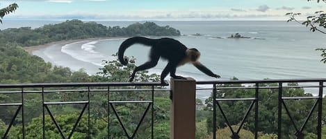 The darn monkeys block the view 