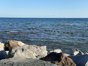 Lots of wildlife on the lake.