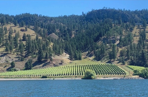 View of vineyards while boating on Lake Okanagan.