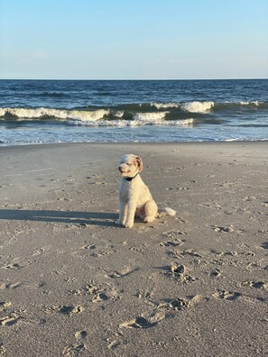 yes we are pet friendly, just ask Captain Morgan