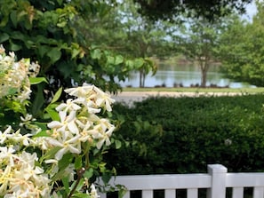 Springtime invites the beautiful jasmine hedge to bloom