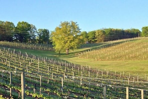 Dahlonega has the highest concentration of wineries, vineyards, and tasting rooms in the state.  It is considered Georgia's Wine Tasting Room Capital