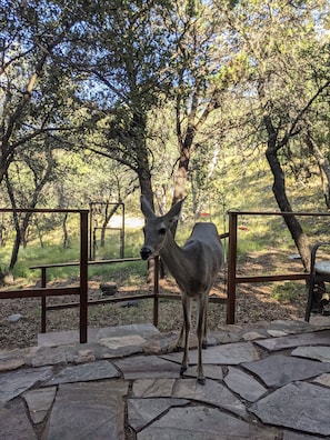 Wildlife is at your doorstep everyday.  Coues white tail deer love Ramsey Canyon