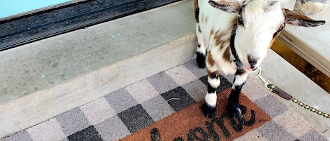 Zambia, the pygmy goat