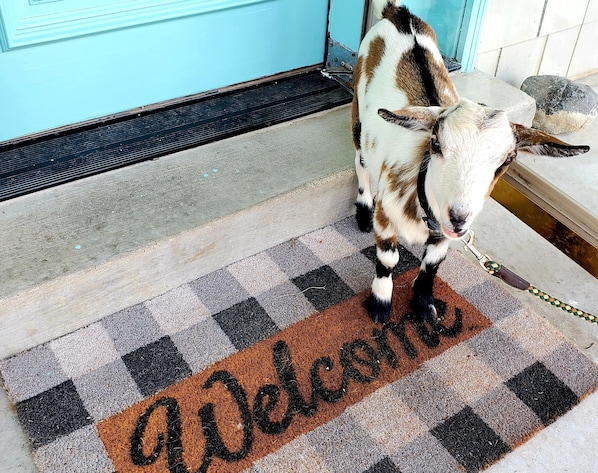 Zambia, the pygmy goat