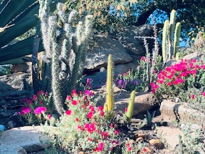 Cactus Garden