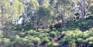Sperctacular ridge of ancient grass trees