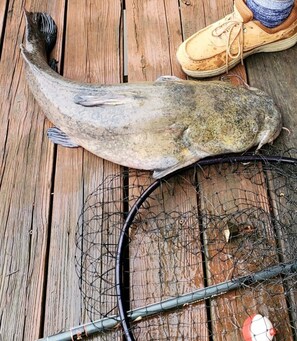 Catfish 
