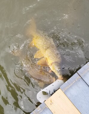 Fish feeder on pier 