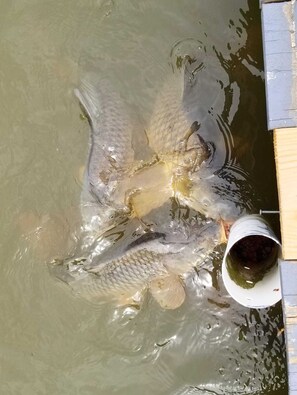Fish Feeder 