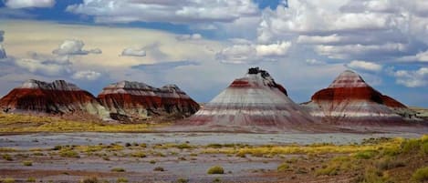 Petrified Forest National Park