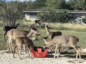 Feeding deers family in front of the door. 