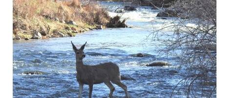 Our deer are always close by, especially when there's food! Rizzo's River Run!