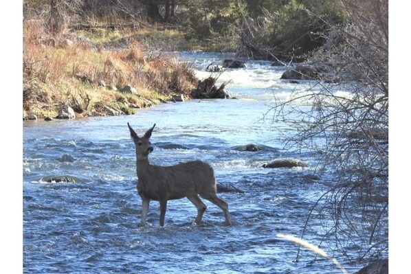 Our deer are always close by, especially when there's food! Rizzo's River Run!