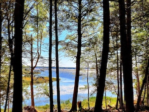Deep in the Woods with a great view