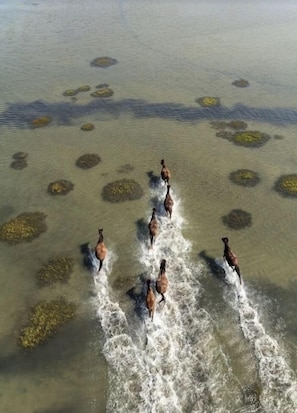 Wild horses on Carrot Island