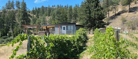 Welcome to Roundhouse Ridge! Surround yourself with our baby Gamay grapes!