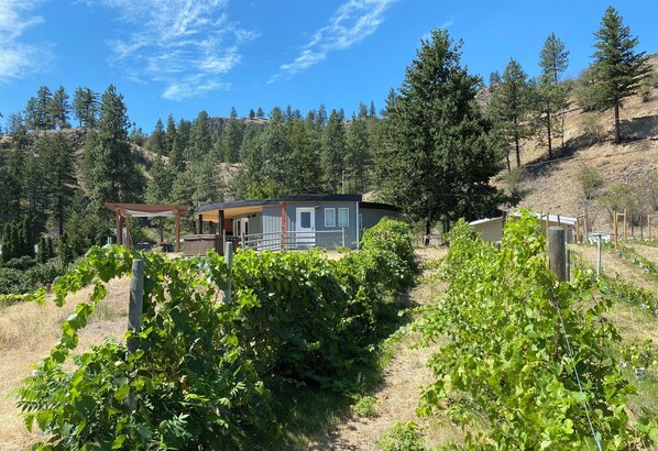 Welcome to Roundhouse Ridge! Surround yourself with our baby Gamay grapes!