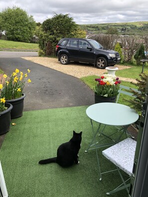 Our cat Mr. Man taking in the view