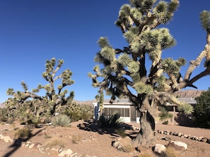 200-300 year old Joshua Trees surround the house