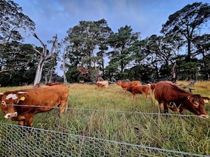 Meet the neighbours!