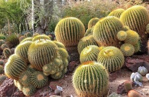 This home is named The Golden Cactus due to these Arizona specific beauties.