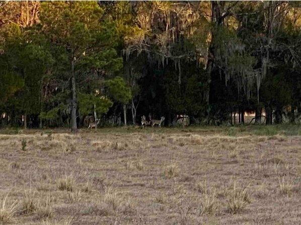 Terrenos do alojamento