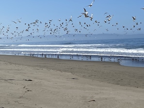 Watch the birds while having a nice walk on the beach