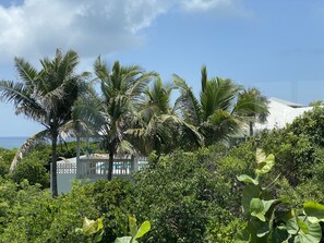 Ocean Hill (as seen from Rock Hill) is nestled within a grove of coconut palms.