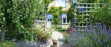 Beautiful south facing cottage garden, Wisteria flowering in May . lavender July