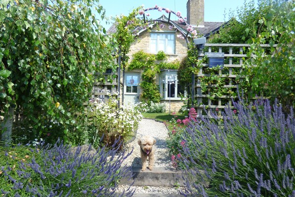 Beautiful south facing cottage garden, Wisteria flowering in May . lavender July