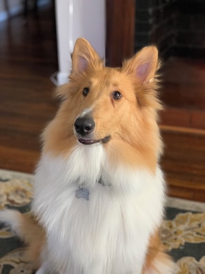 Pet-friendly
