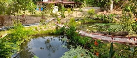 our house from a distance and fish ponds