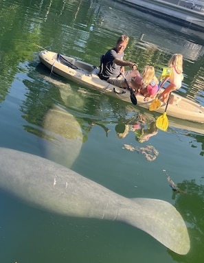 Manatees love to visit our canal right off the backyard!