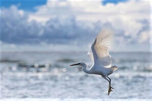 Heron in flight off Balcony