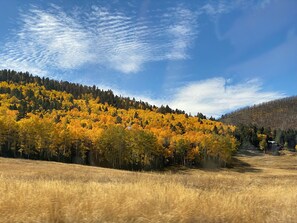 Beautiful colors of Fall in Forbes Park (2021)