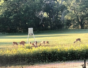 Watch the deer feed from the patio over your morning coffee and again in the evening.