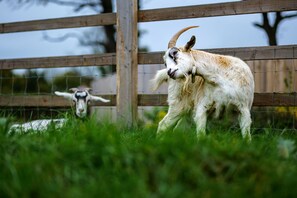 Book onto our animal tours