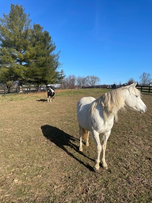 Meet Athena and Eve. They love carrots and are like puppy dogs.