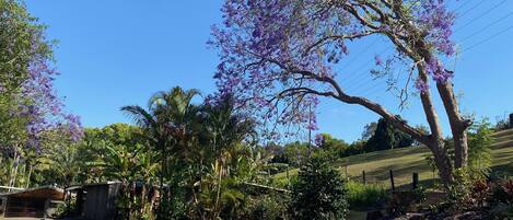 Jacarandas in bloom in October. Frog Cottage in the foreground.