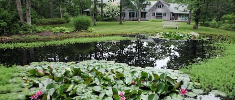 Beautiful pond with lily pads in your front yard