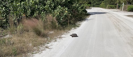 Tortoise crossing 