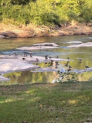 38 geese live on the property. River adjoins the property from the back yard. 