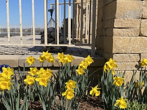 Gloucester is home of the annual Daffodil Festival!