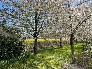 Pflanze, Blume, Natürliche Landschaft, Baum, Zweig, Kofferraum, Laub, Schatten, Strauch, Tönungen Und Schatten